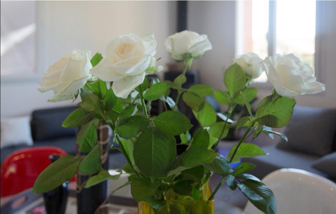 Appartement Pinede Man Yelle ซานารี-ซูร์-แมร์ ภายนอก รูปภาพ
